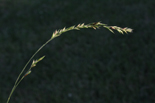 beak grass